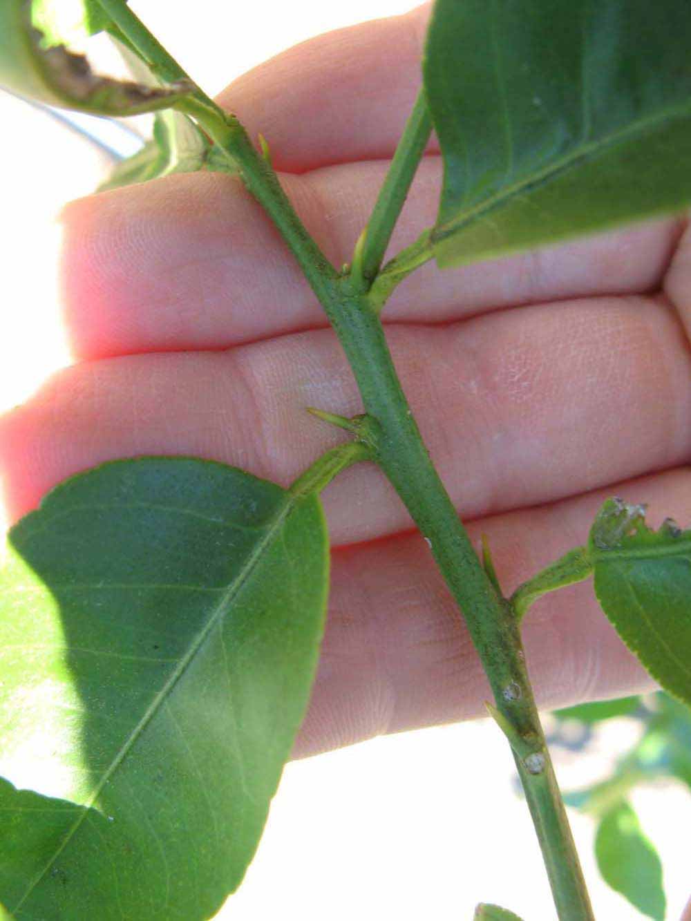            First year twig (Winter Haven, FL)   